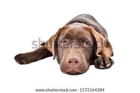 Sad Labrador puppy lying isolated on a white background