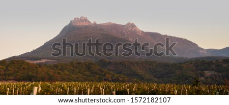 Vineyard growing on mountain slope. Wine area. Scenic view