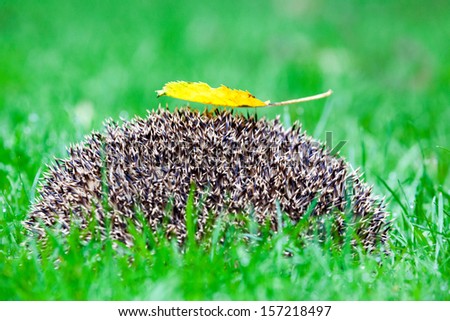  hedgehog in Europe