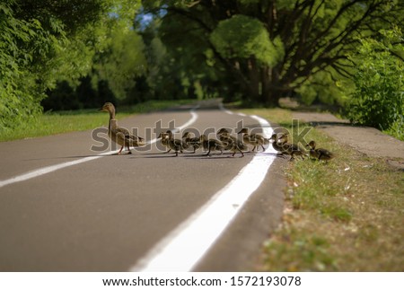 duck family crosses the road in the Park Royalty-Free Stock Photo #1572193078
