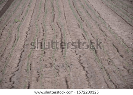 small onion plants in the field in the province of Valencia, Spain