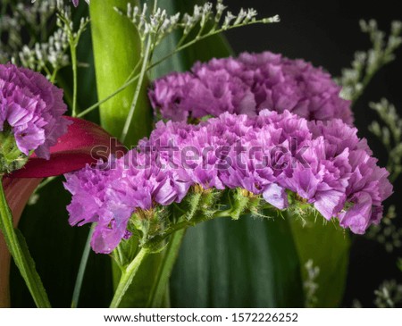 Pink limonium blossom in a bouquet macro on black background