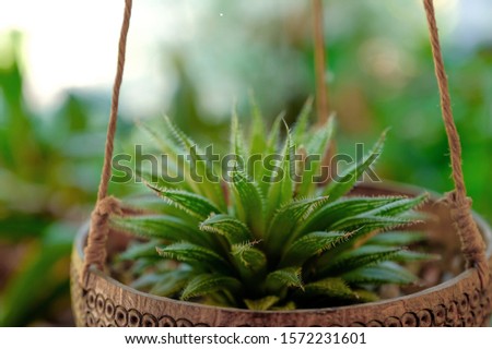 A selective focus picture of sharp thorns of green cactus in pot with green blurred background.