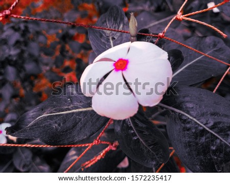 New natural photo shop. Awesome Nature picture.cool photography.black flower in my site.