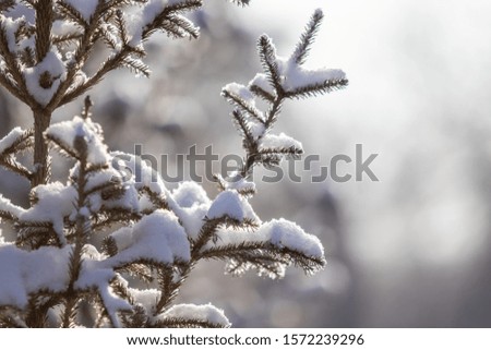 Green tree spruce in the snow, winter landscape.