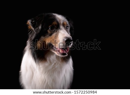 Dog breed Australian shepherd in a photo Studio on a black background, portrait close-up artificial lighting