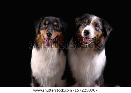 Dog breed Australian shepherd in a photo Studio on a black background, portrait close-up artificial lighting, two dogs nearby