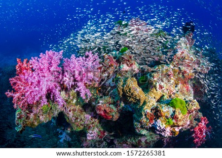 A beautiful, colorful tropical coral reef in Thailand's Similan Islands