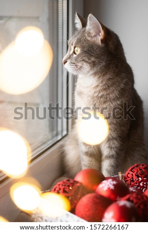 A gray cat is sitting by the window next to red Christmas toys. Cozy christmas. Cat and Christmas lights. Cat and christmas. Selective focus.