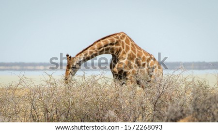 Giraffes eating from a tree, Namibia, Africa