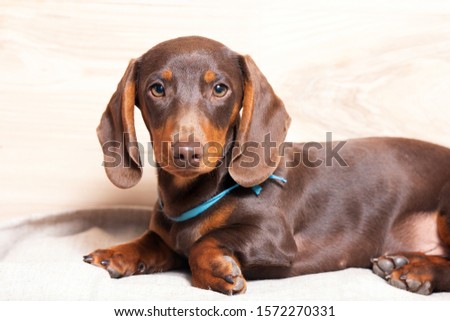 Cute brown teckel dachshund puppy Royalty-Free Stock Photo #1572270331