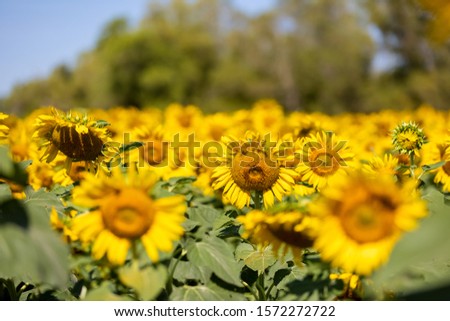Sunflower field in the morning, Selective focus on the sunflower in the middle of the picture and blur the background and foreground.