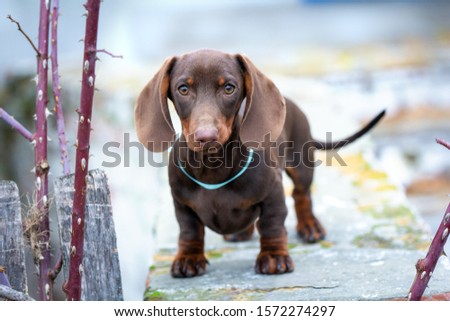 mini dachshunds cute brown  puppy  Royalty-Free Stock Photo #1572274297