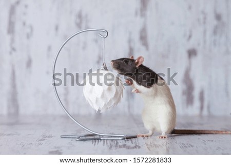Christmas rat Symbol of the new year 2020. Year of the rat. Chinese New Year 2020. Christmas greeting card template. Copy space