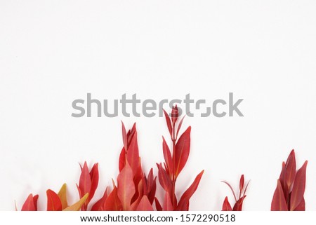 Decorative plant Syzygium oleana red leaf white isolated background