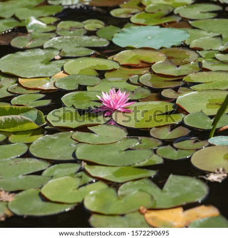 Lily pads pond with lily pads flowers pink and white 