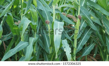 A very beautiful corn alliances picture ,in agriculture farm 