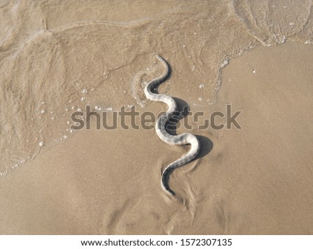 water snake crawls on the sand in the sea