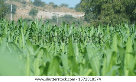 A very beautiful corn garden picture