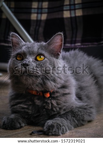 portrait of gray cat, british longhair