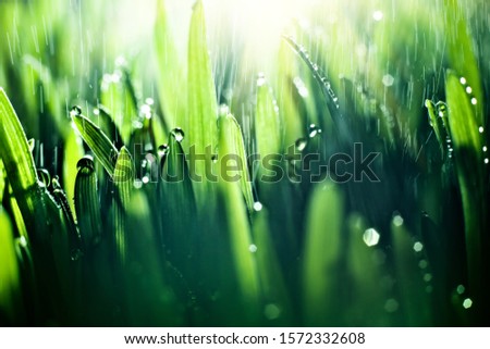 Macro. Background, water drops on the green grass. Desktop background. Selective focus.