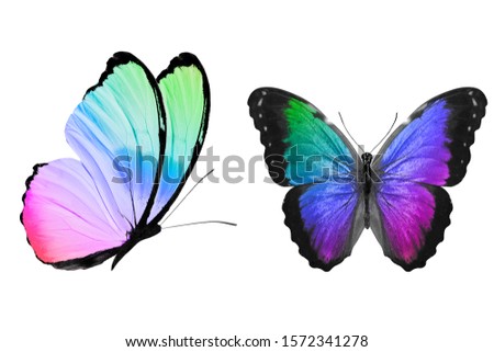 tropical butterfly with gradient coloring isolated on a white background