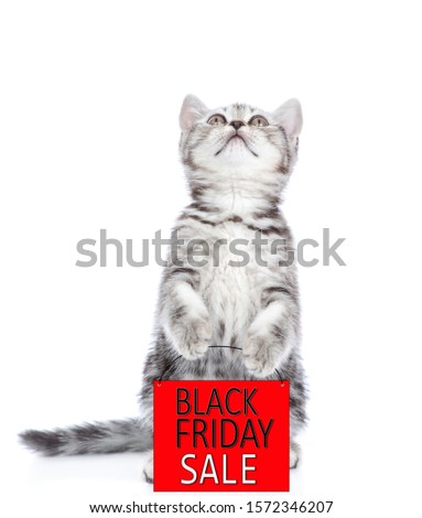 Tabby cat holds shopping bag with black friday text and looks up. isolated on white background