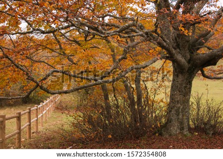 Wooden fence in the autumn forest in Italy