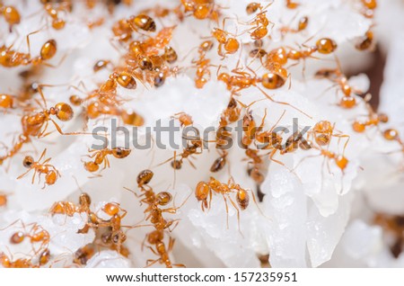 Red fire ants on the rice in home