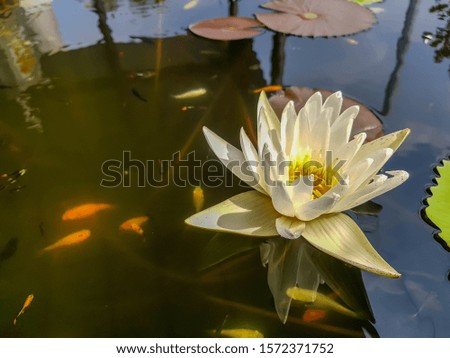 White water lily flower and Lotus leaves floating above the water.