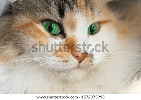 Long hair cat with intensive green eyes portrait