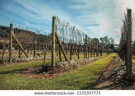 Landscape with some rows of leafless vine trunks and branches in winter near Bento Gonçalves. A friendly country town in southern Brazil famous for its wine production.