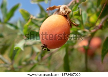 Exotic orange passion fruit or marakuya hanging on a branch. Shot on the island of Corfu, Greece. Healthy low- calorie fruit rich in vitamins and minerals.