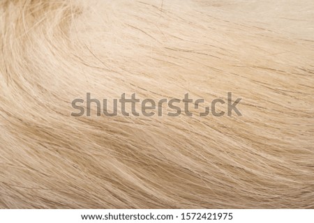 Texture background, pattern. Fox fur, Polar fox with valuable fur. gray color, and also the fur.
