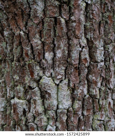The bark of an old tree. Wood bark texture. Background photo with place for text. 
