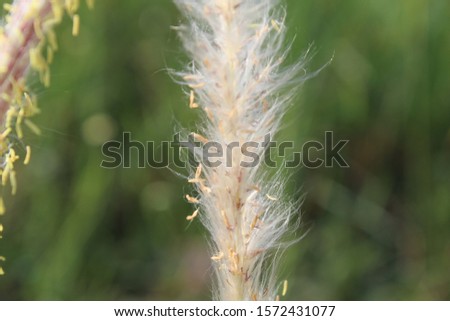 white thatch flower feathers with macro photos for wallpaper