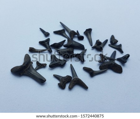 black shark teeth or bones on white background