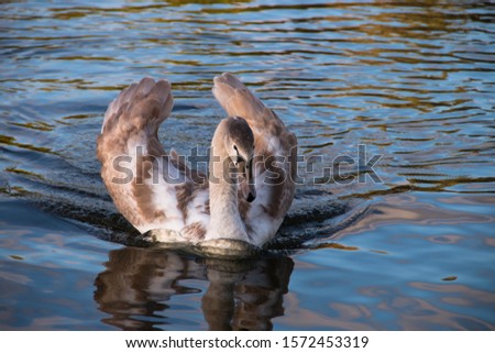 

young swan swims in a pond