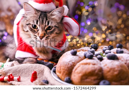 Beautiful cat in a santa claus hat. Background with bokeh, photo for Merry Christmas card. Copy space.