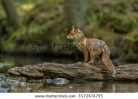beautiful red fox crossing a stream over fallen tree, fox walking on fallen tree