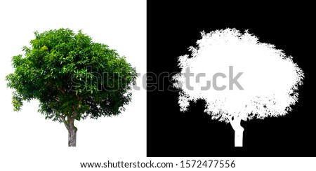 isolated mango tree on white background with clipping path and alpha channel 