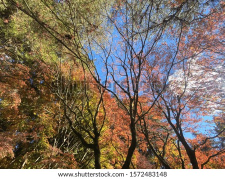 Colorful foliage with sky nature background