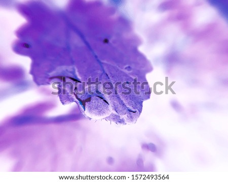 A picture of leafs with blur background
