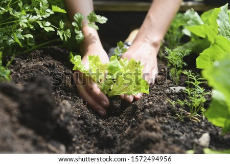 Woman planting vegetables in garden, close up Royalty-Free Stock Photo #1572494956