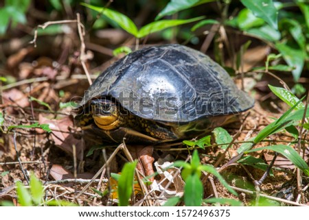 Turtle photographed in Linhares, Espirito Santo. Southeast of Brazil. Atlantic Forest Biome. Picture made in 2014.