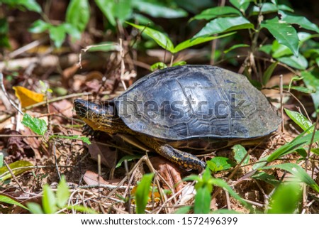 Turtle photographed in Linhares, Espirito Santo. Southeast of Brazil. Atlantic Forest Biome. Picture made in 2014.
