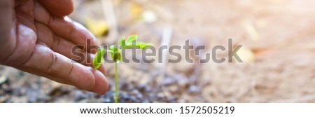 Banner size,The hand of a man is watering from his hand into the sapling of a tree.       Royalty-Free Stock Photo #1572505219