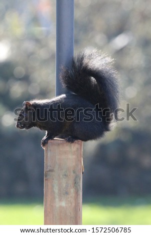 Squirrel at my backyard feeding station.