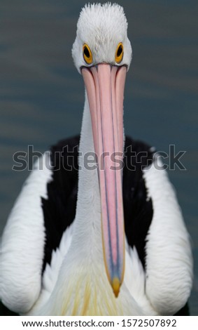 Australian Pelican (Pelecanus conspicillatus), American River, Kangarro Island, South Australia, Australia.