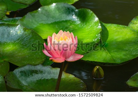 Delicate bud pink water lily or lotus flower Perry's Orange Sunset opened early in the morning in old pond. Nymphaea blossom among huge leaves in sunlight. Selective focus. Nature concept for design
